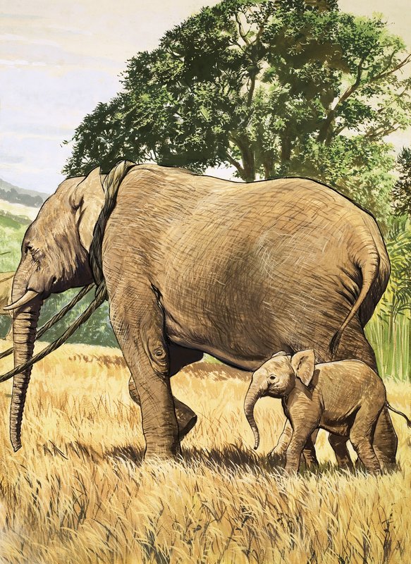 Baby Elephant and Mother by English School