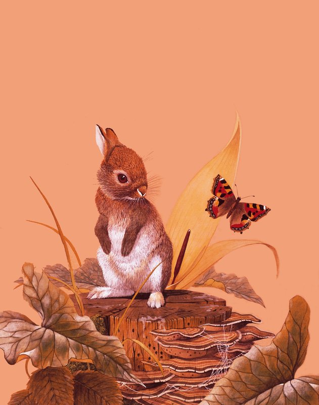 Baby Rabbit by English School