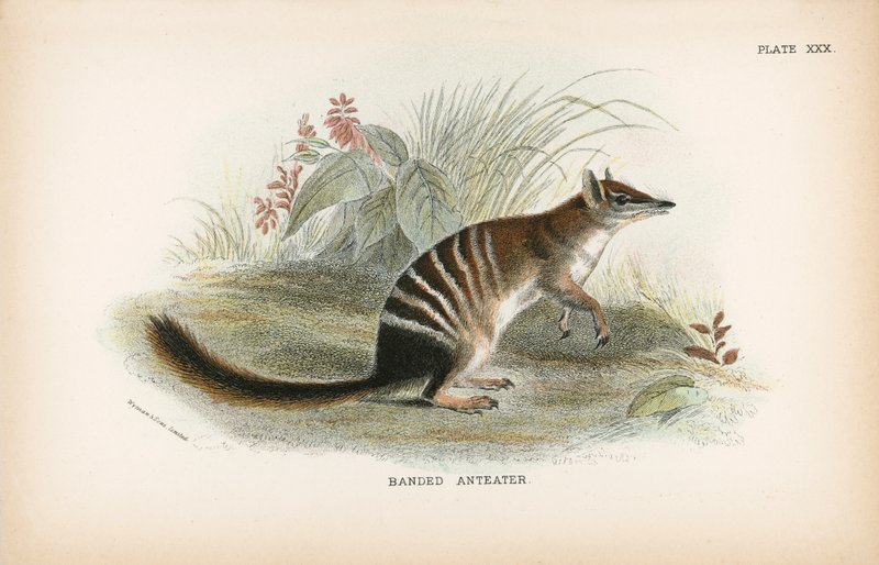 Banded Anteater by English School
