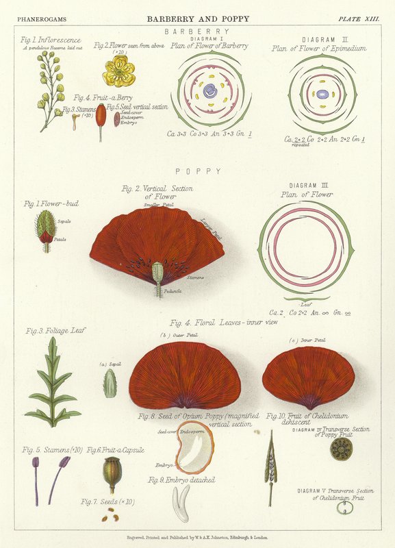 Barberry and Poppy by English School