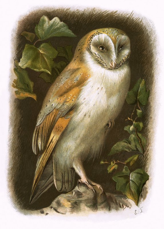 Barn Owl by English School