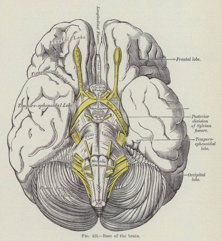 Base of the brain by English School