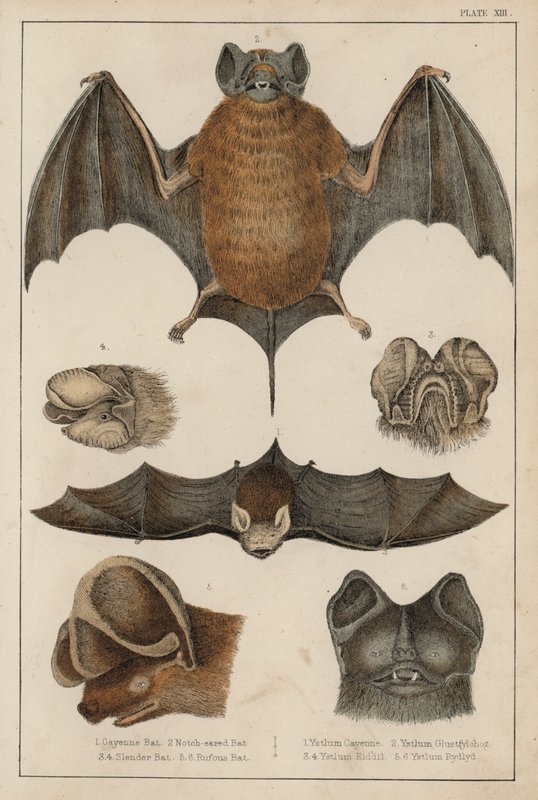 Bats by English School