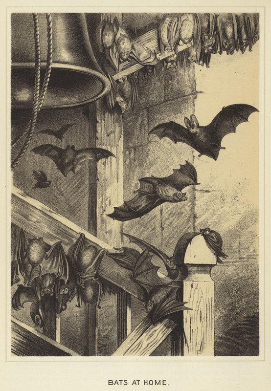 Bats at home by English School