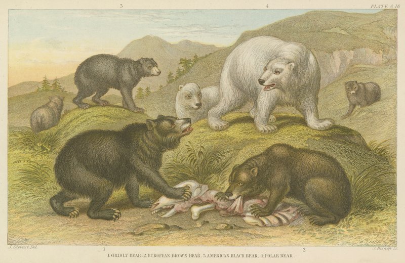 Bears by English School