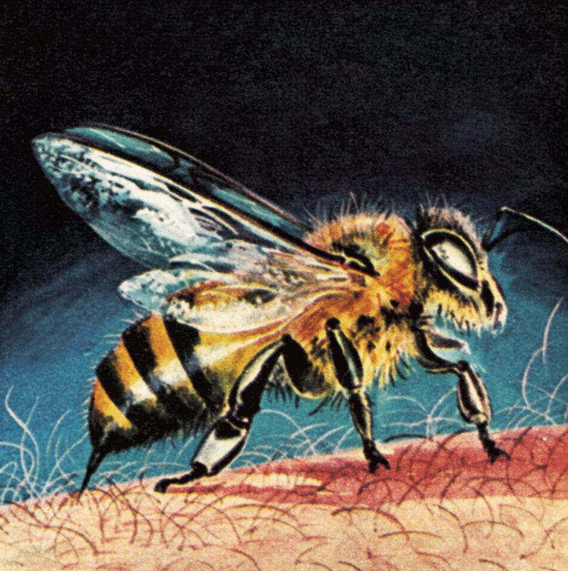 Bee stinging by English School