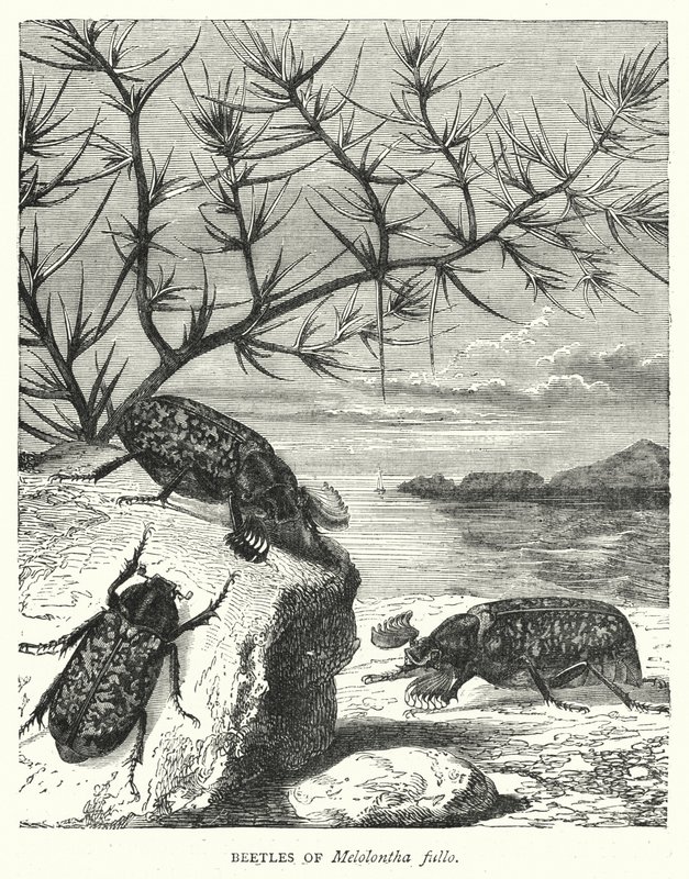 Beetles of Melolontha Fullo (Engraving) by English School