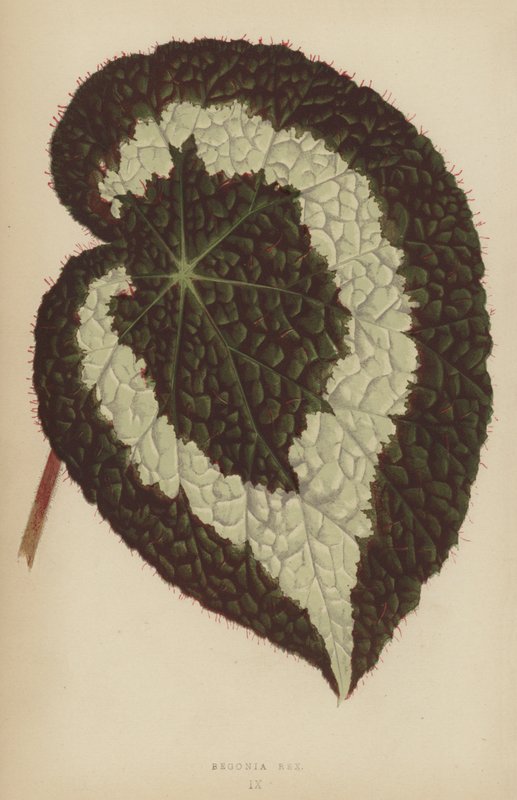 Begonia Rex by English School
