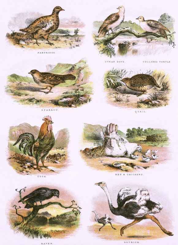 Biblical Natural History by English School