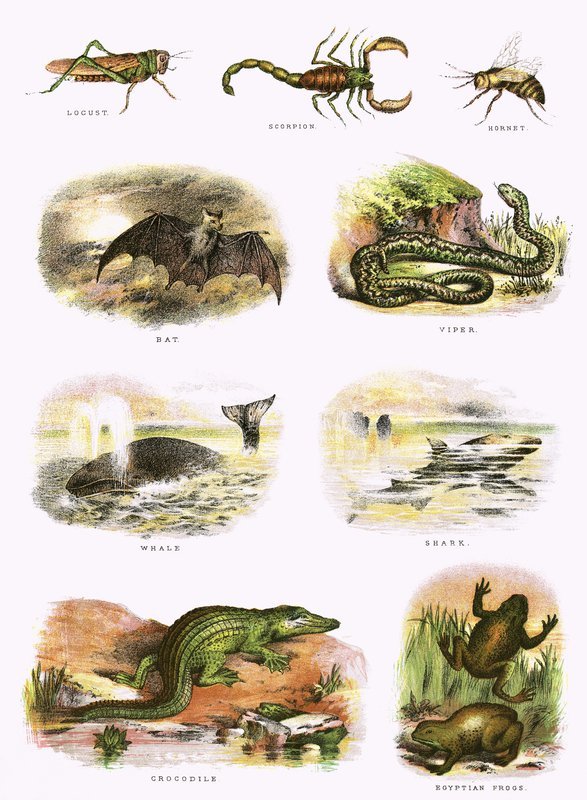 Biblical natural history by English School