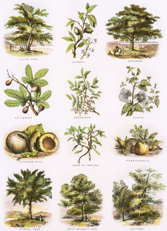 Biblical Natural History by English School