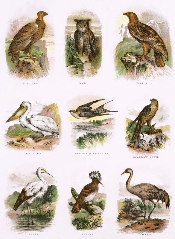 Biblical Natural History by English School