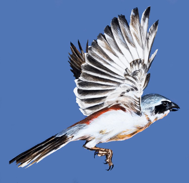 Bird on the Wing by English School