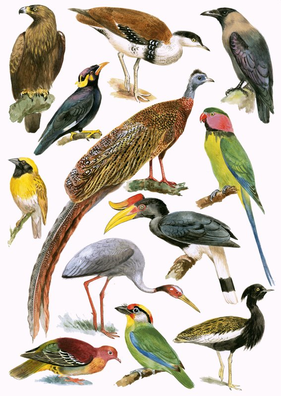 Birds by English School