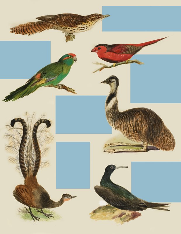 Birds by English School