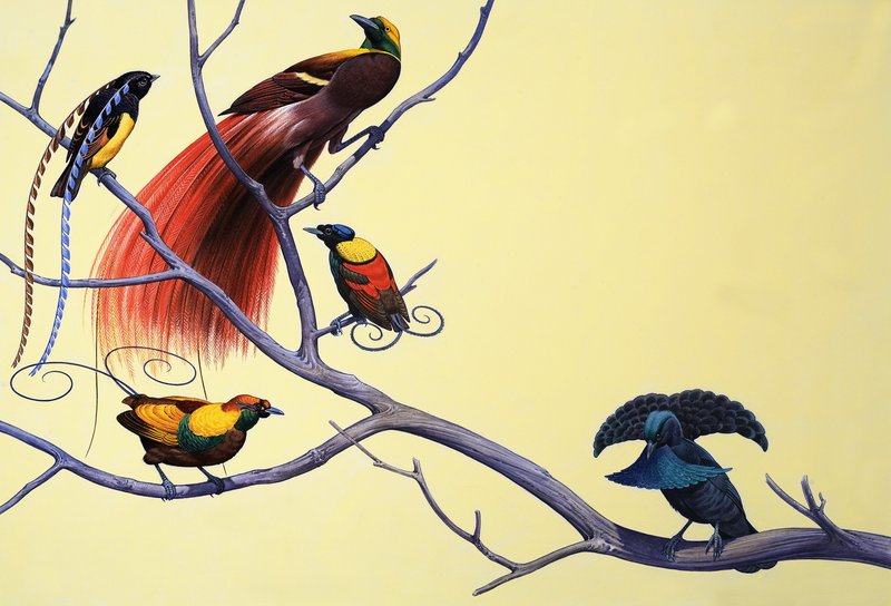 Birds of Paradise by English School