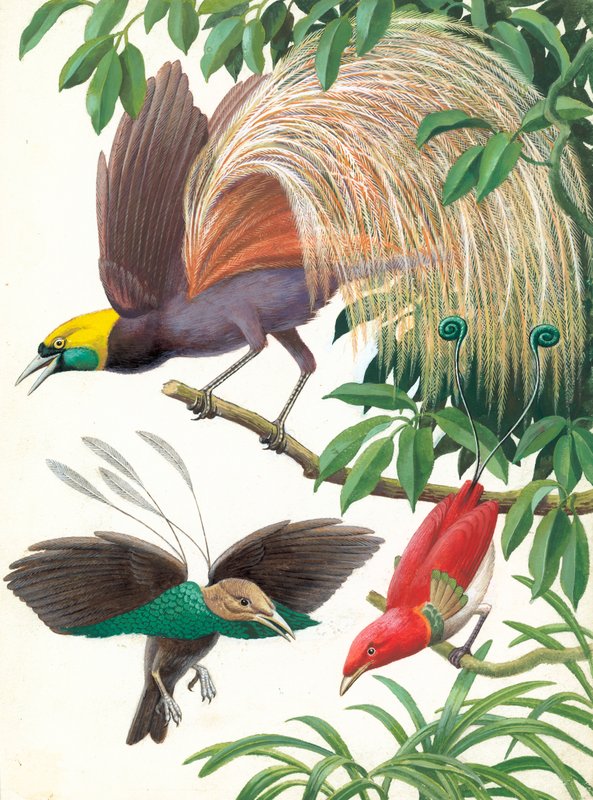 Birds of Paradise by English School