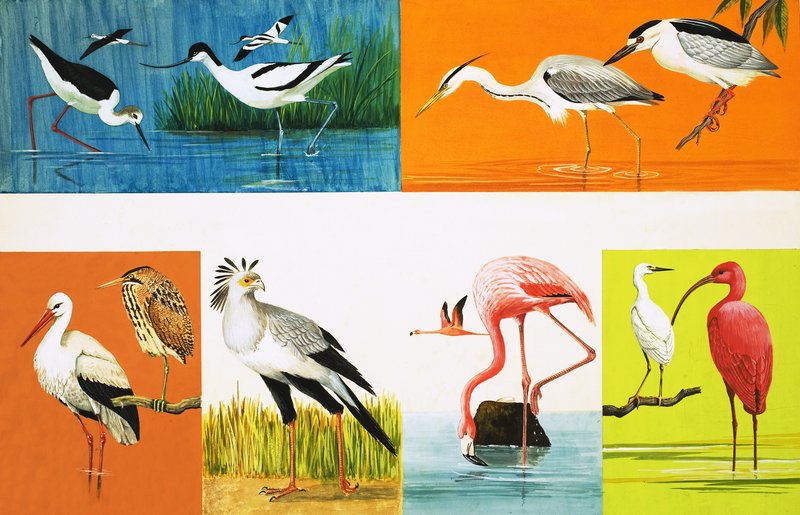 Birds with Long Legs by English School