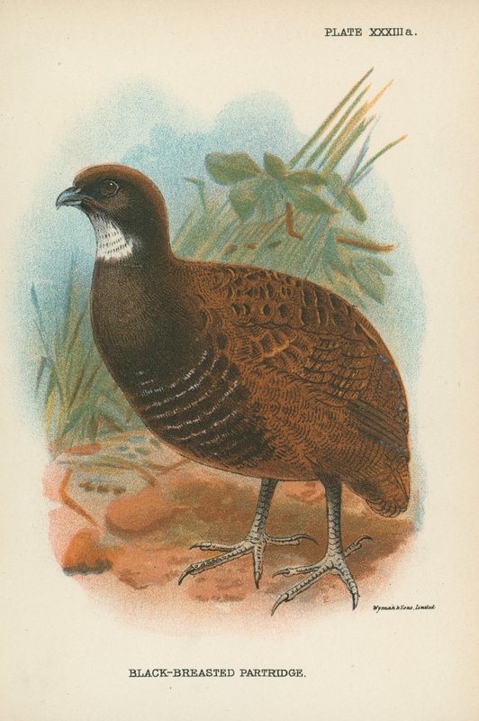 Black-Breasted Partridge by English School