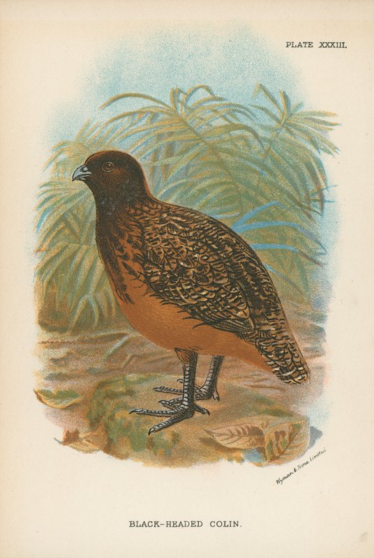 Black-Headed Colin by English School