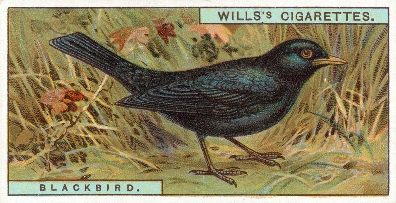 Blackbird by English School