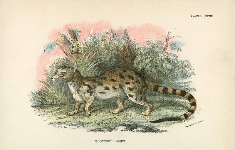 Blotched Genet by English School
