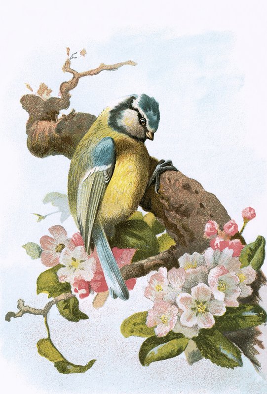 Blue Tit by English School