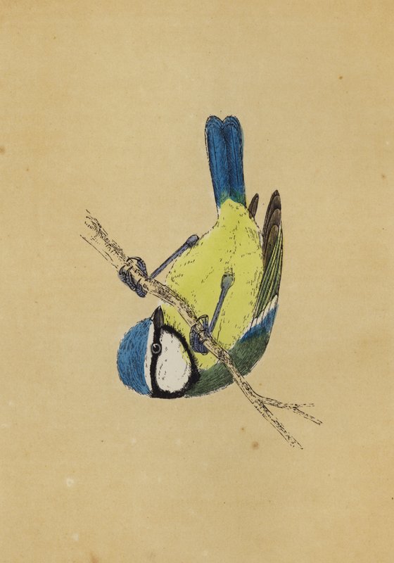 Blue Titmouse by English School