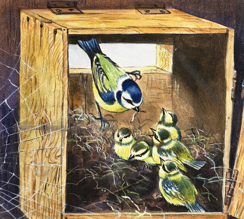 Bluetits by English School