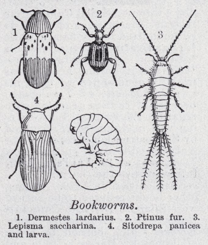 Bookworms by English School