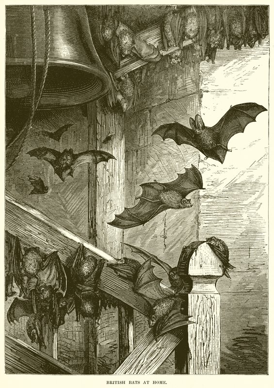 British Bats at Home by English School
