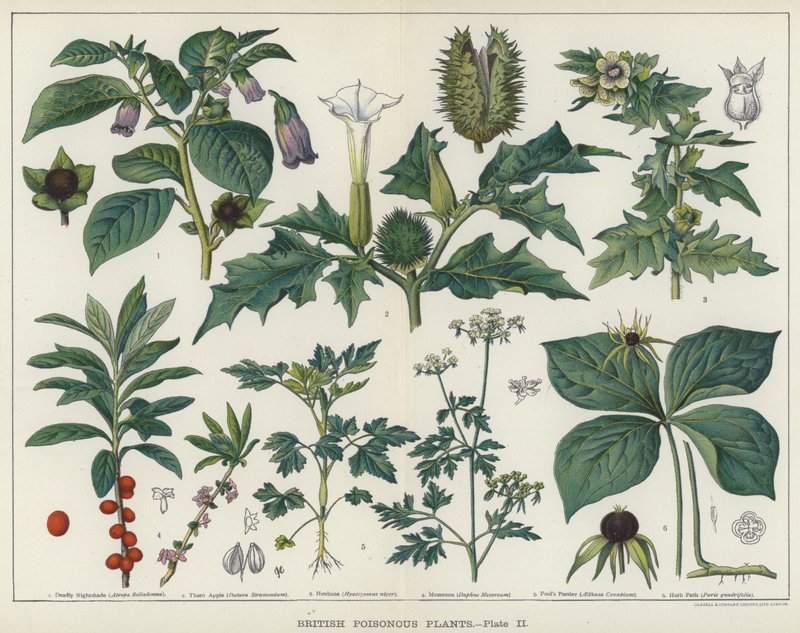 British Poisonous Plants by English School
