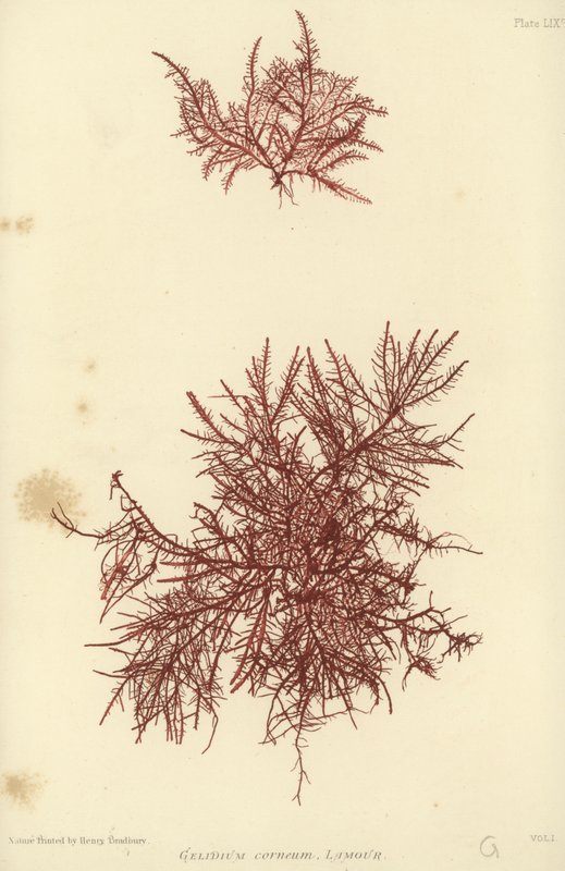 British Sea-Weed by English School