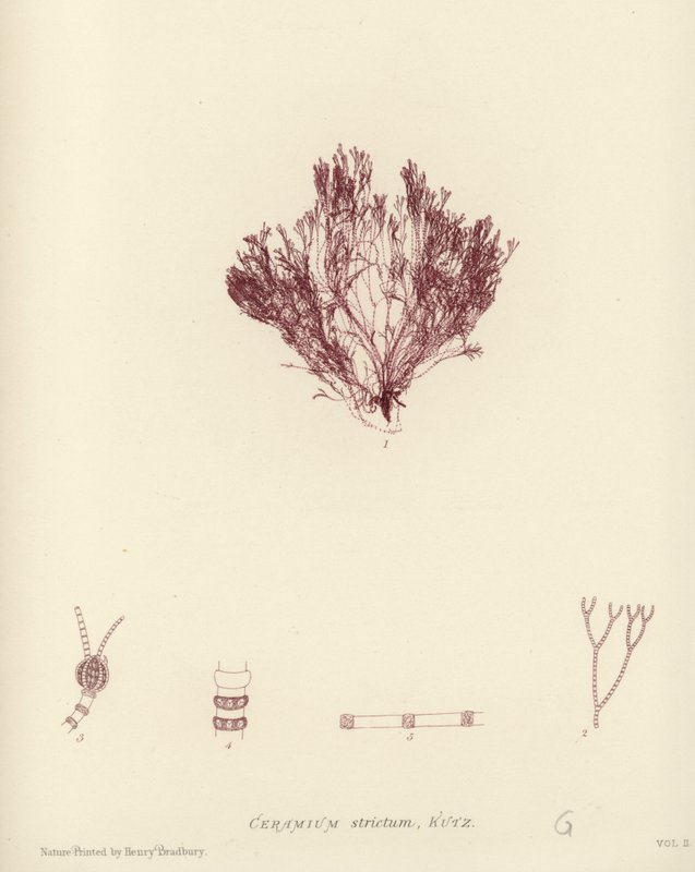 British Sea-Weed by English School