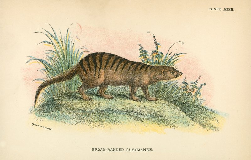 Broad-Banded Cusimanse by English School