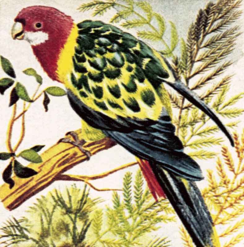 Broad-Tailed Parrots by English School