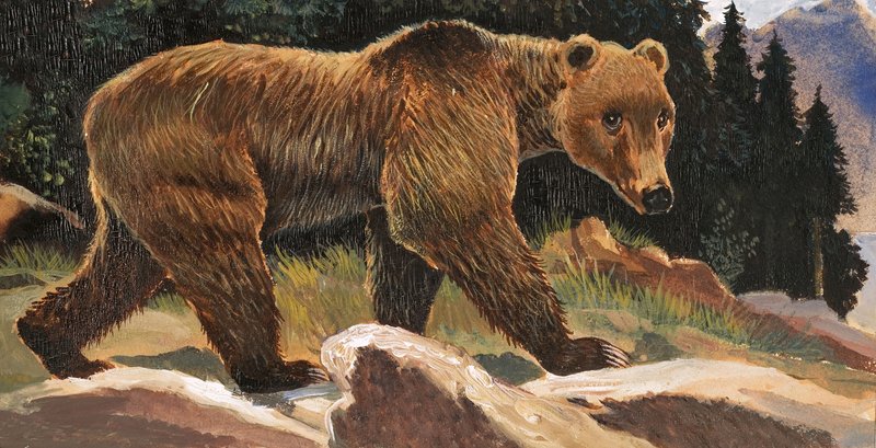 Brown Bear (Kodiak Bear) by English School