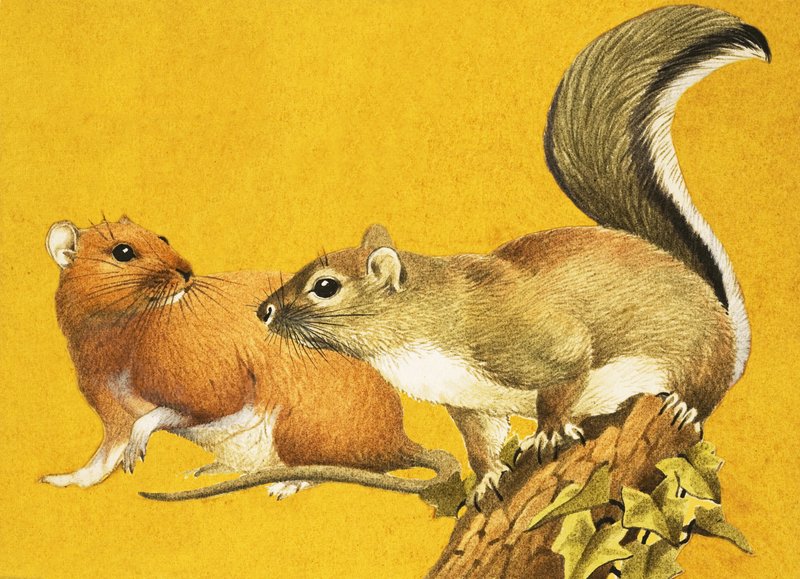 Brown Rat and Grey Squirrel by English School