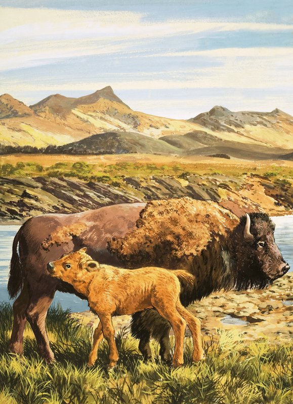 Buffalo by English School
