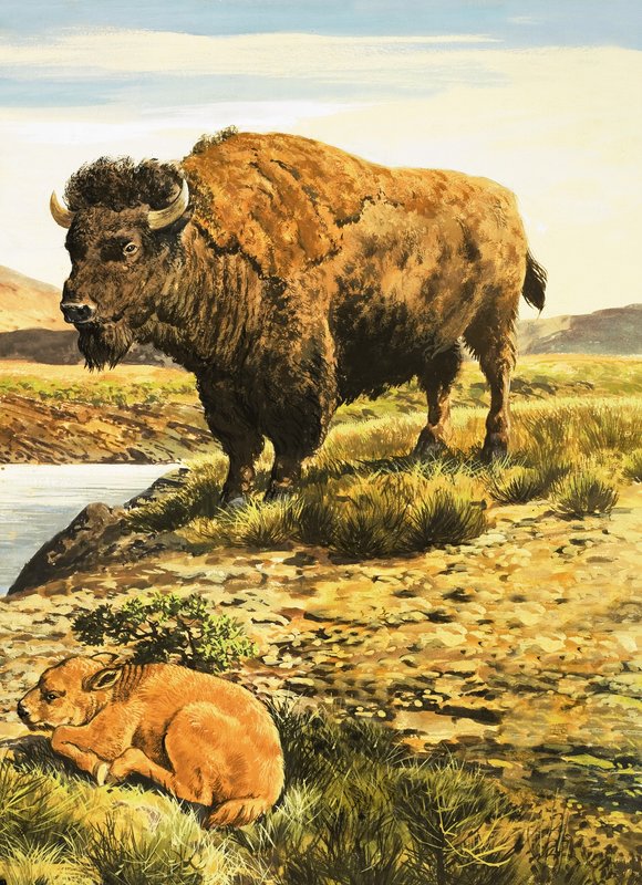 Buffalo by English School
