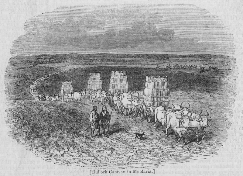 Bullock Caravan in Moldavia by English School