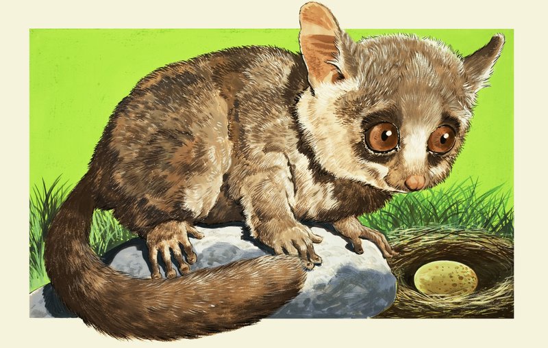Bush Baby by English School