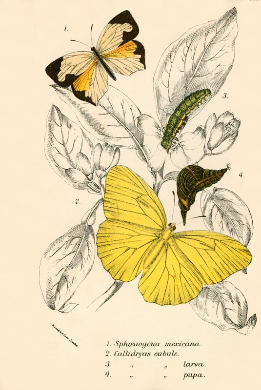 Butterflies by English School