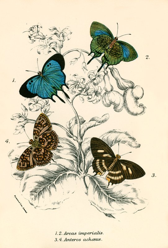 Butterflies by English School