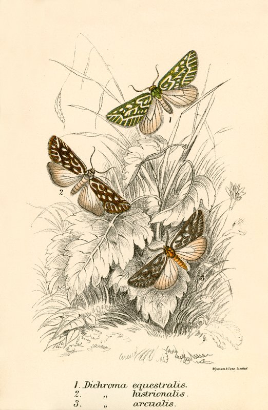 Butterflies by English School