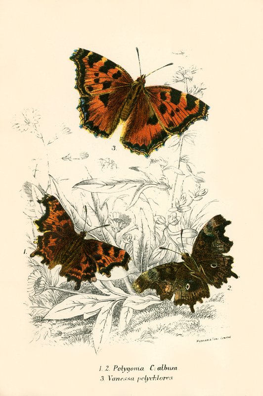 Butterflies by English School