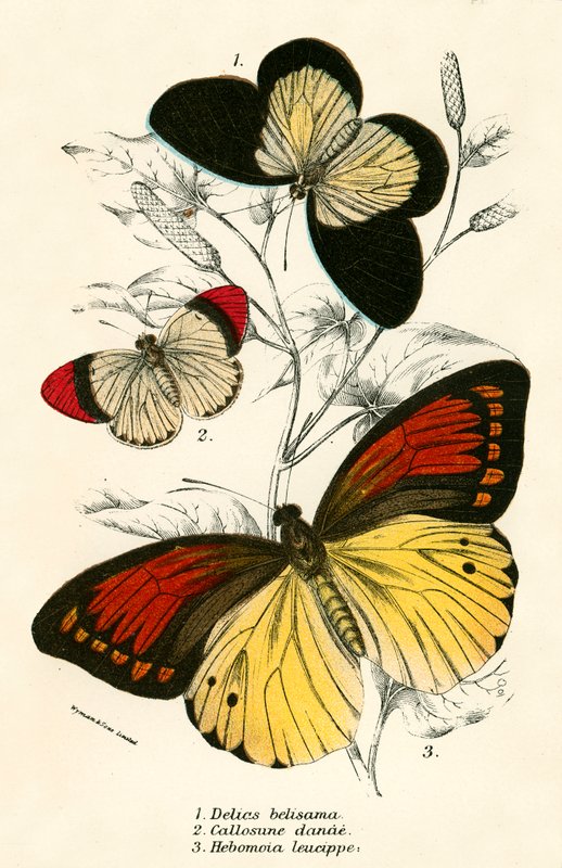 Butterflies by English School