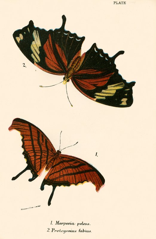 Butterflies by English School