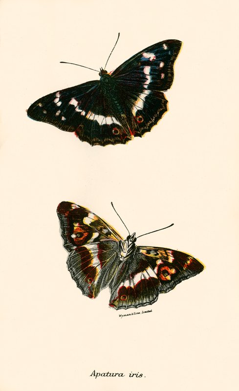Butterflies by English School