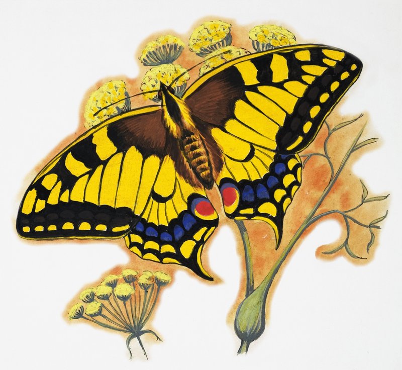 Butterfly by English School